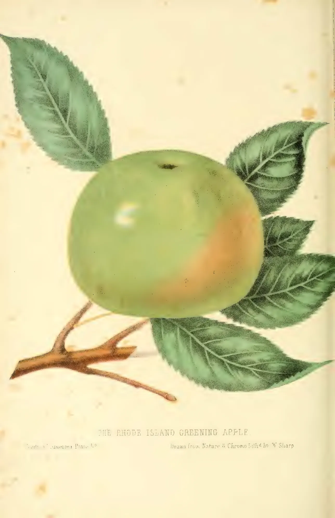 Illustration from Hovey, The Fruits of America (1852)