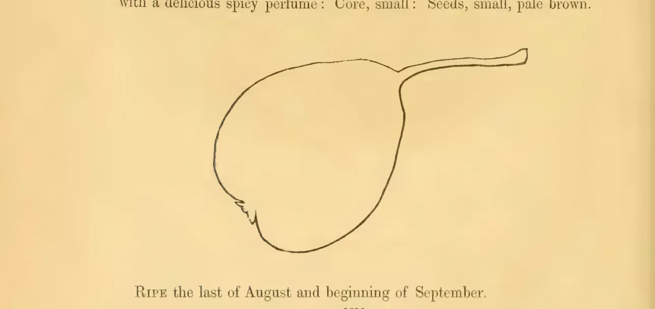 Illustration from Hovey, The Fruits of America (1852)