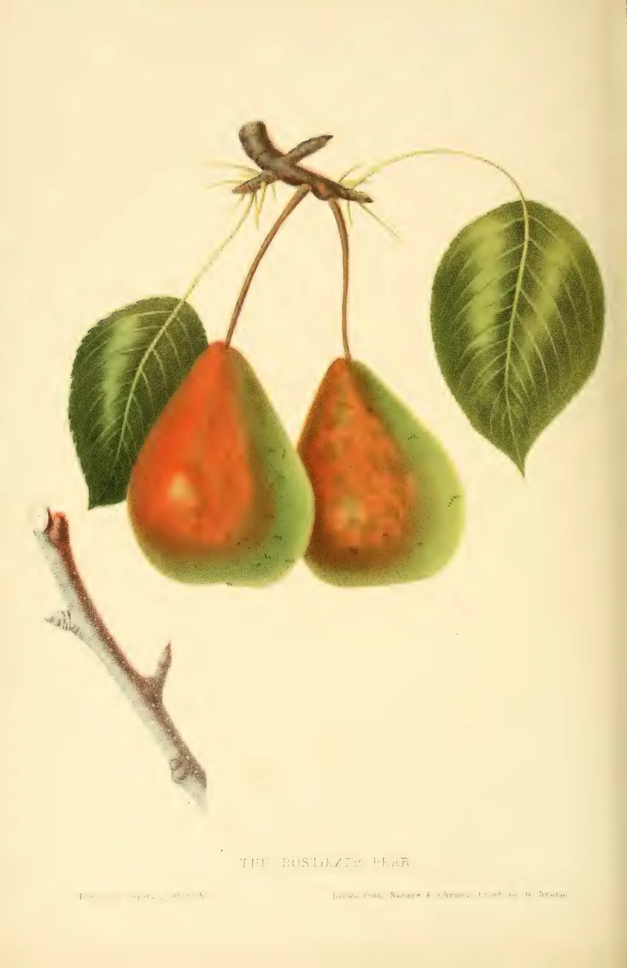 Illustration from Hovey, The Fruits of America (1852)