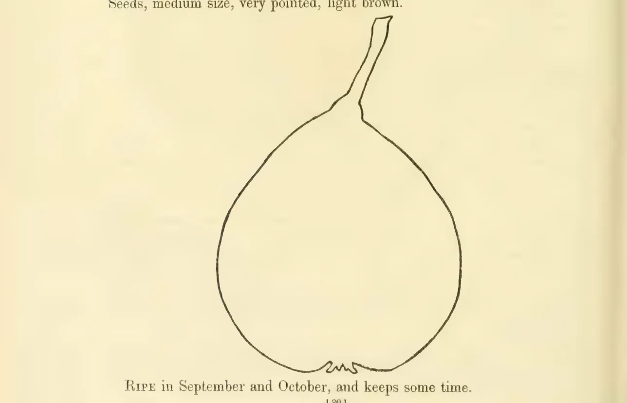 Illustration from Hovey, The Fruits of America (1852)