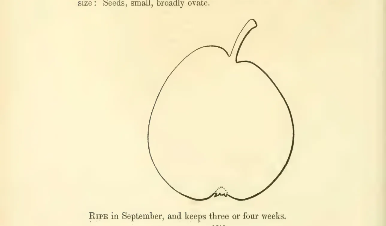 Illustration from Hovey, The Fruits of America (1852)