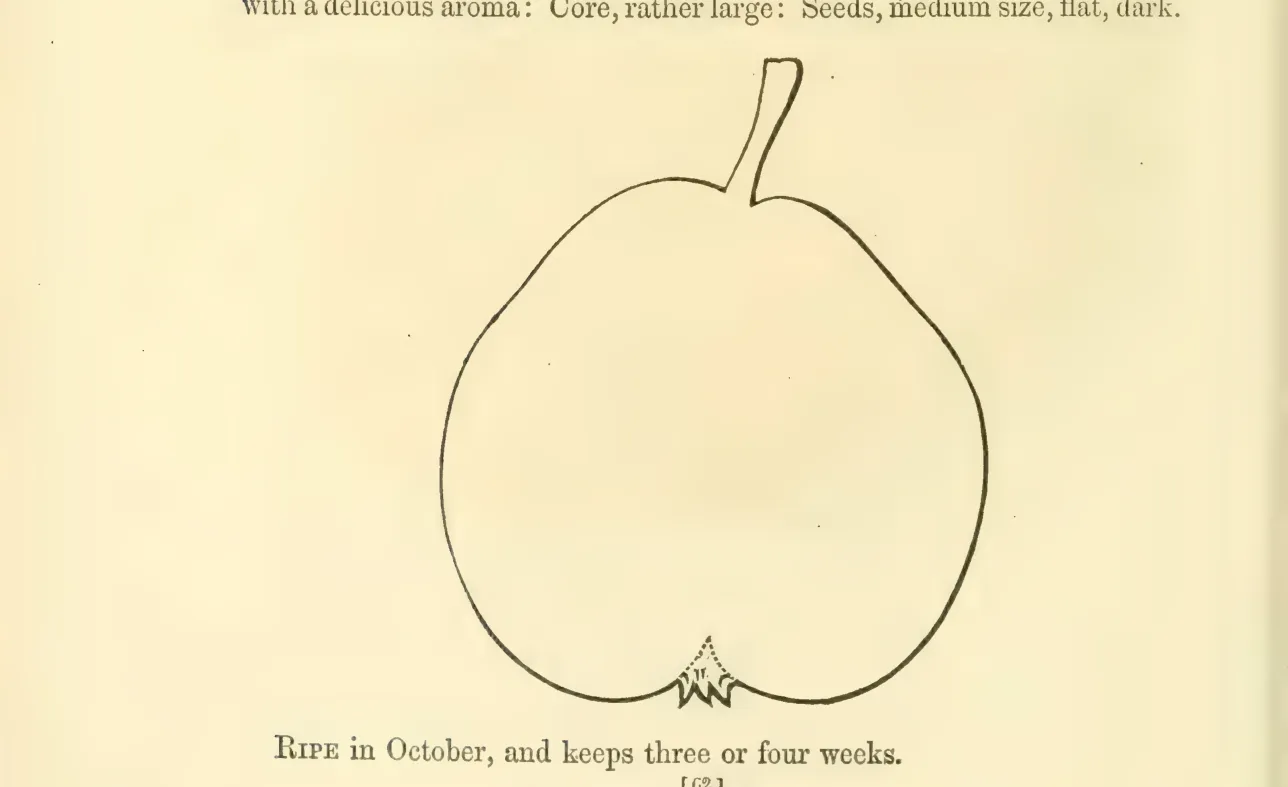 Illustration from Hovey, The Fruits of America (1852)