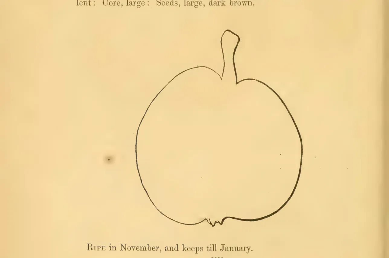 Illustration from Hovey, The Fruits of America (1852)