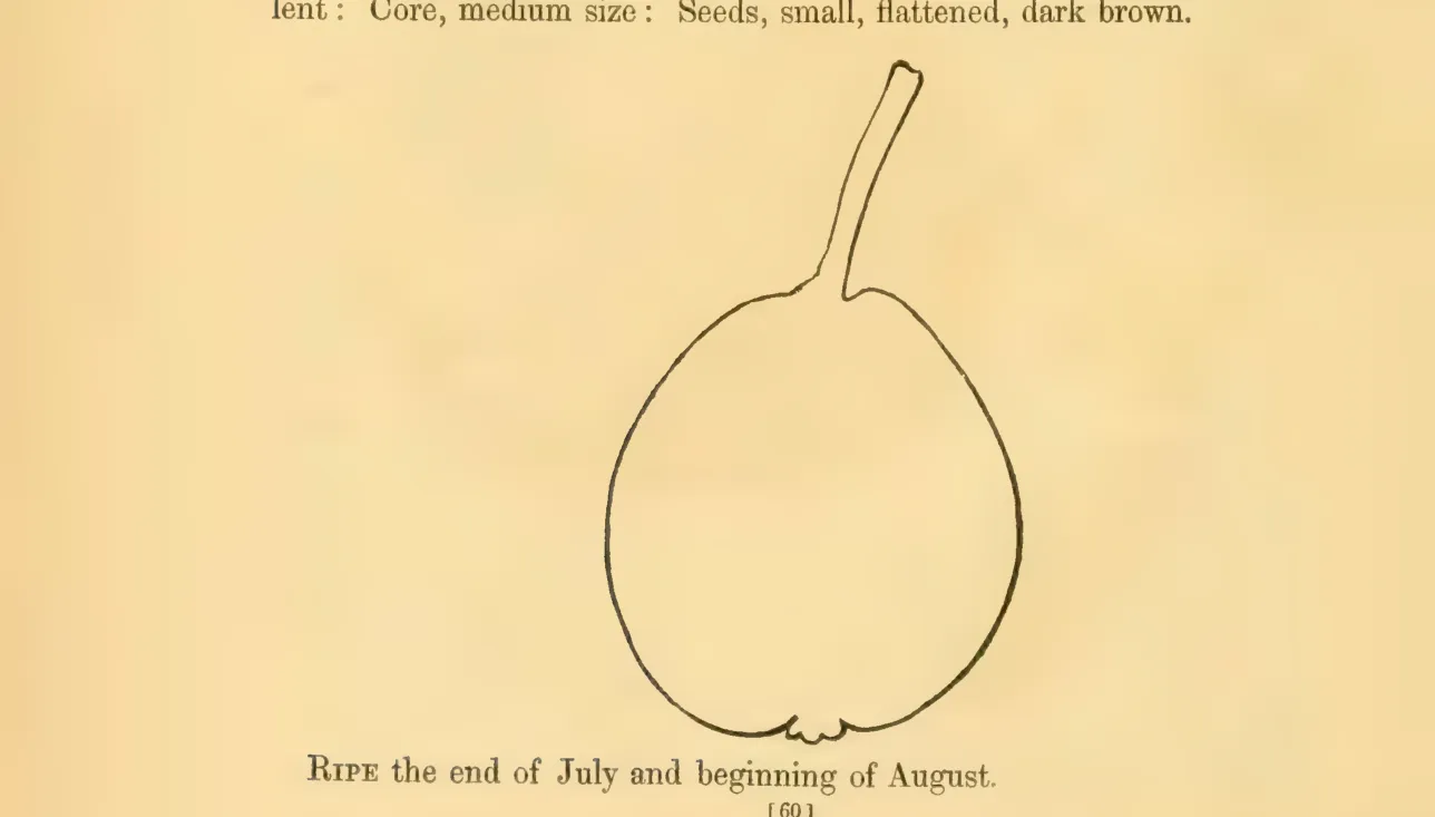 Illustration from Hovey, The Fruits of America (1852)
