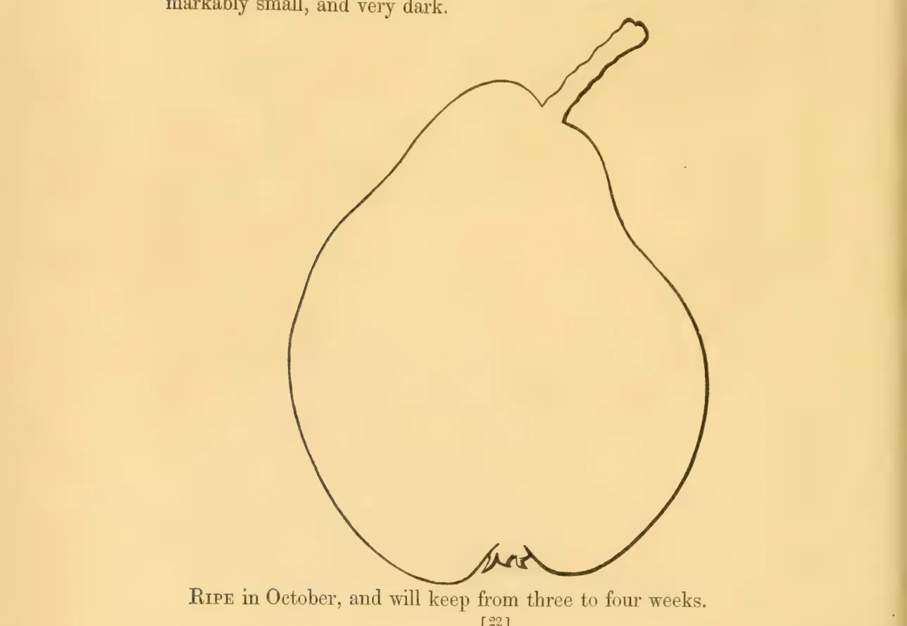 Illustration from Hovey, The Fruits of America (1852)