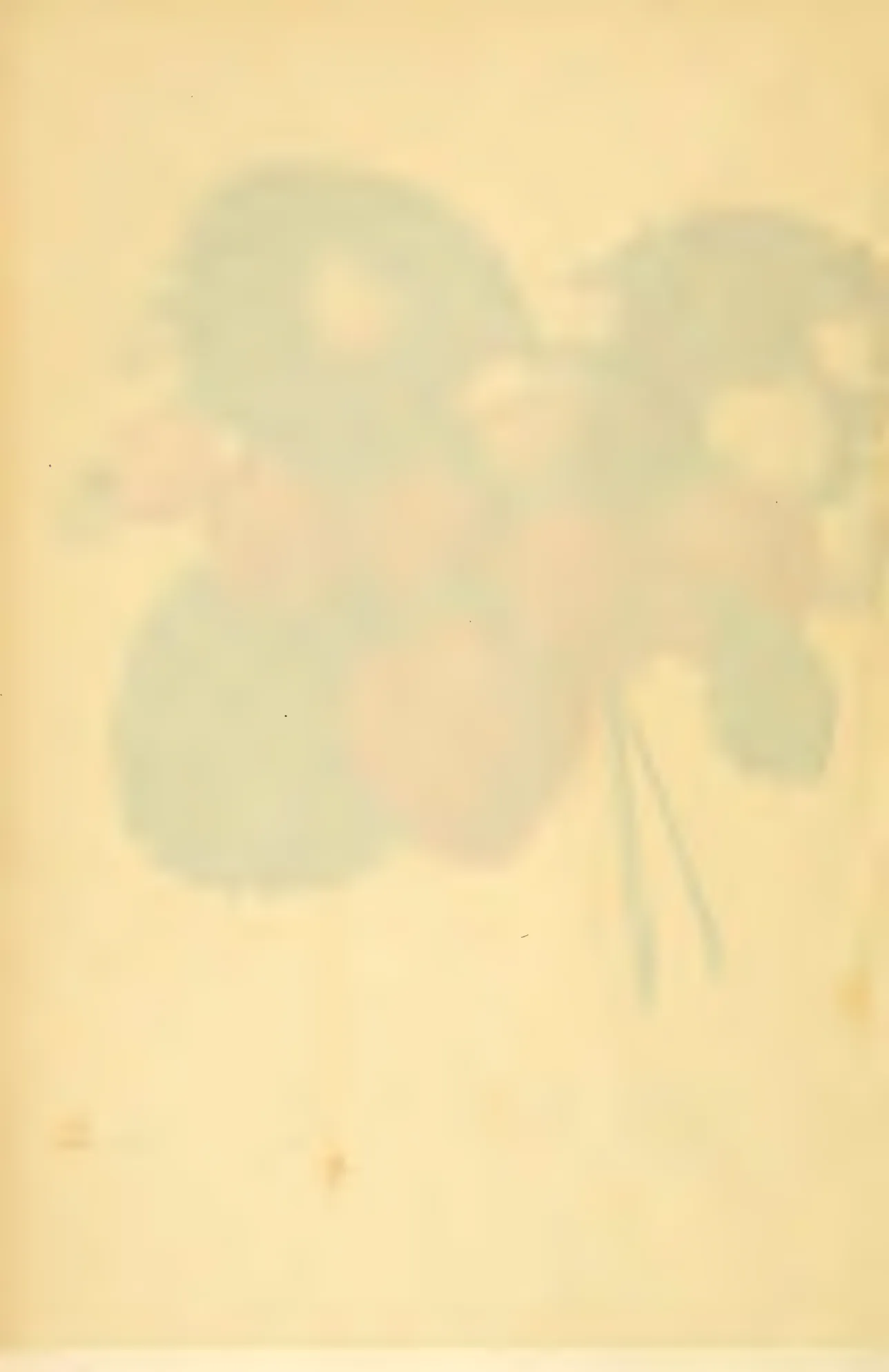 Illustration from Hovey, The Fruits of America (1852)