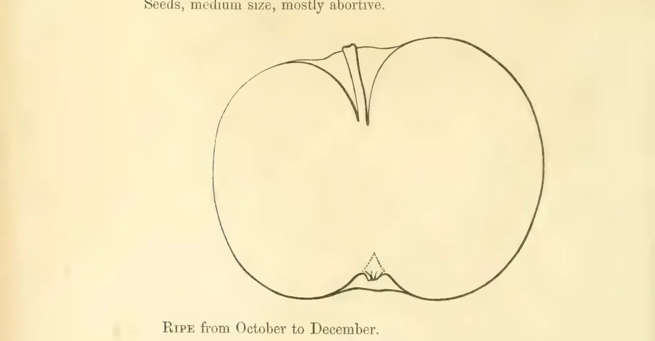 Illustration from Hovey, The Fruits of America (1852)