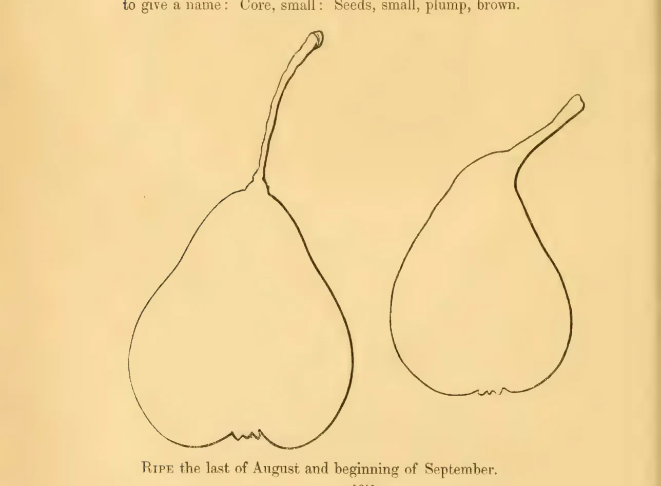 Illustration from Hovey, The Fruits of America (1852)