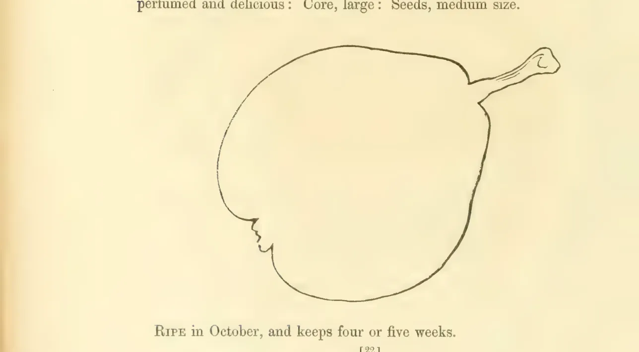 Illustration from Hovey, The Fruits of America (1852)