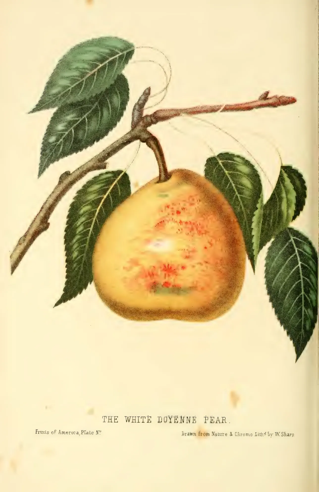 Illustration from Hovey, The Fruits of America (1852)