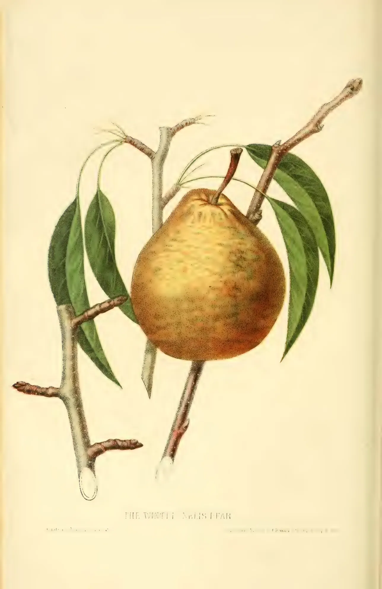 Illustration from Hovey, The Fruits of America (1852)