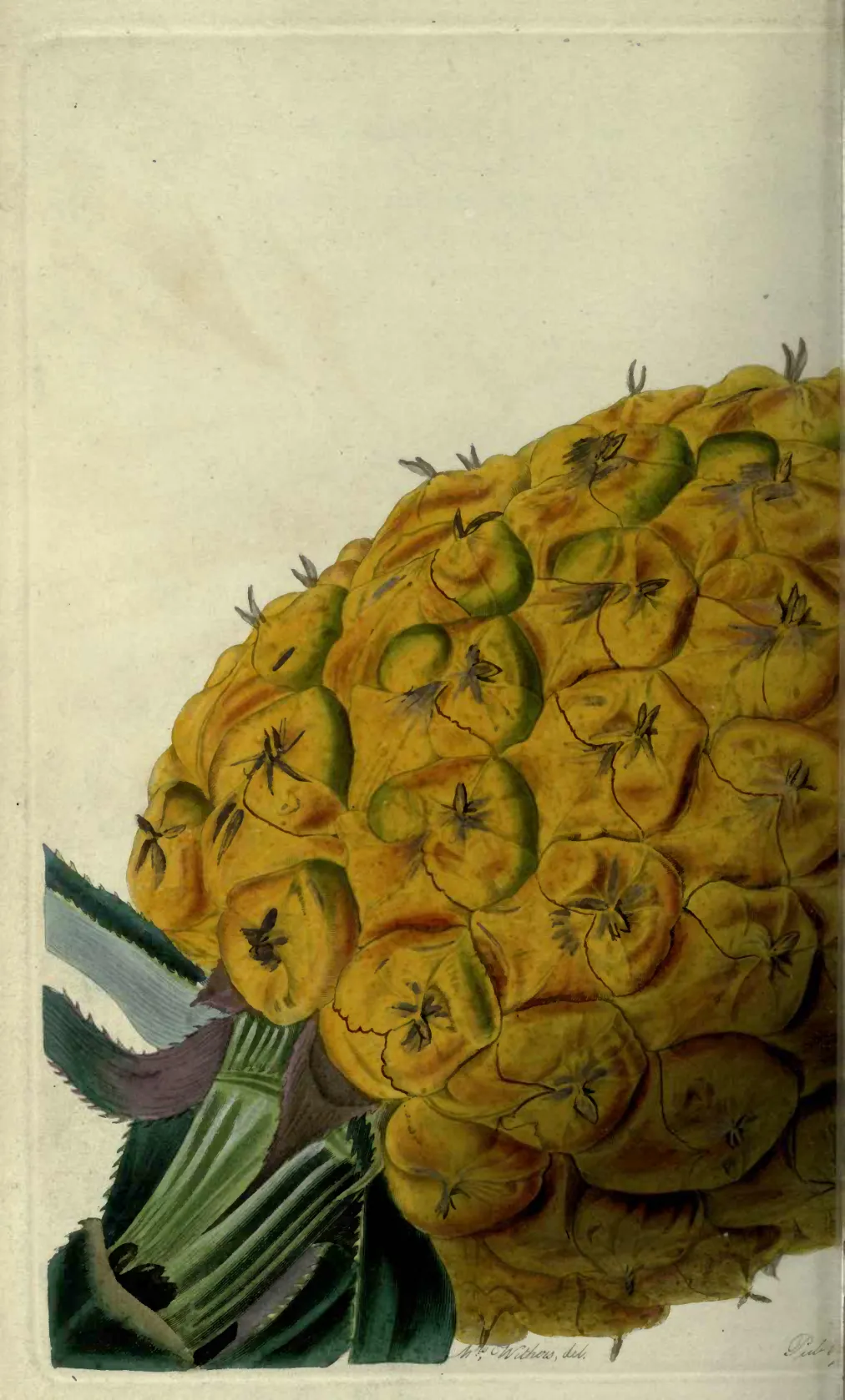 Illustration from Lindley, Pomologia Britannica Vol. 1 (1841)