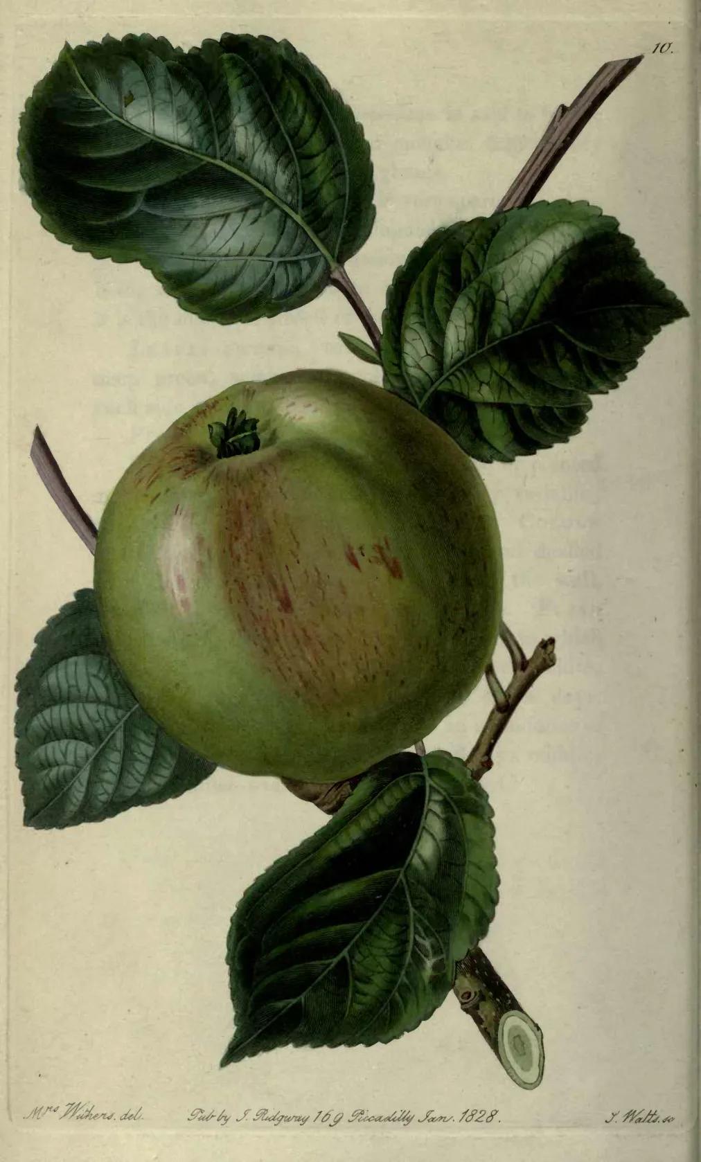 Illustration from Lindley, Pomologia Britannica Vol. 1 (1841)
