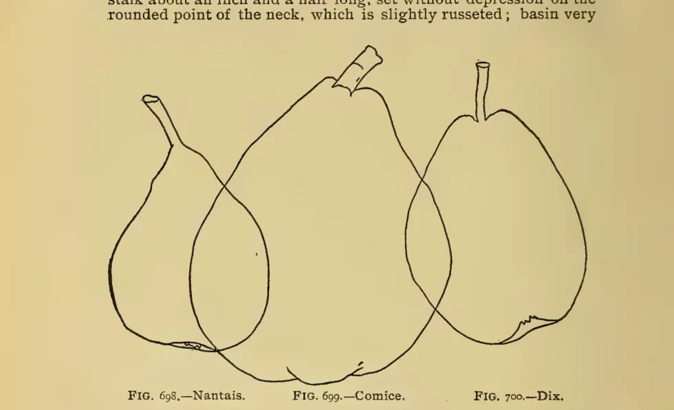 Illustration from Thomas, The American Fruit Culturist (1903)