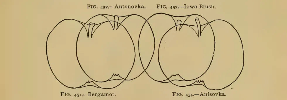 Illustration from Thomas, The American Fruit Culturist (1903)