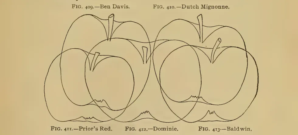 Illustration from Thomas, The American Fruit Culturist (1903)