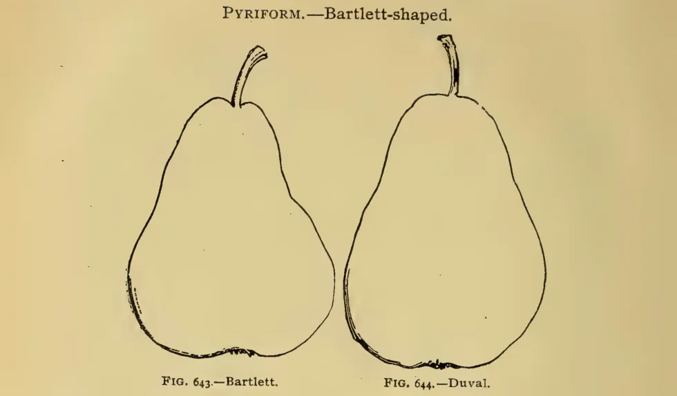 Illustration from Thomas, The American Fruit Culturist (1903)