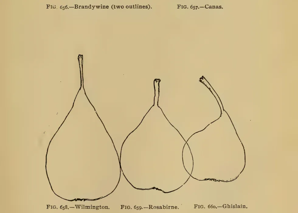 Illustration from Thomas, The American Fruit Culturist (1903)