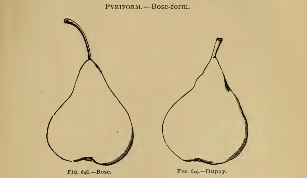 Illustration from Thomas, The American Fruit Culturist (1903)