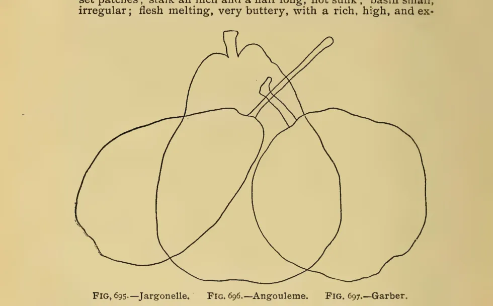 Illustration from Thomas, The American Fruit Culturist (1903)