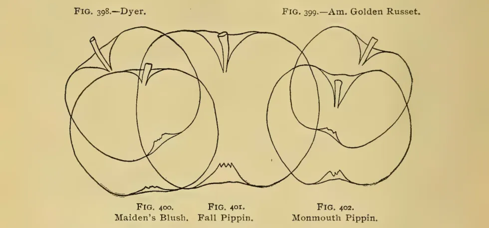 Illustration from Thomas, The American Fruit Culturist (1903)
