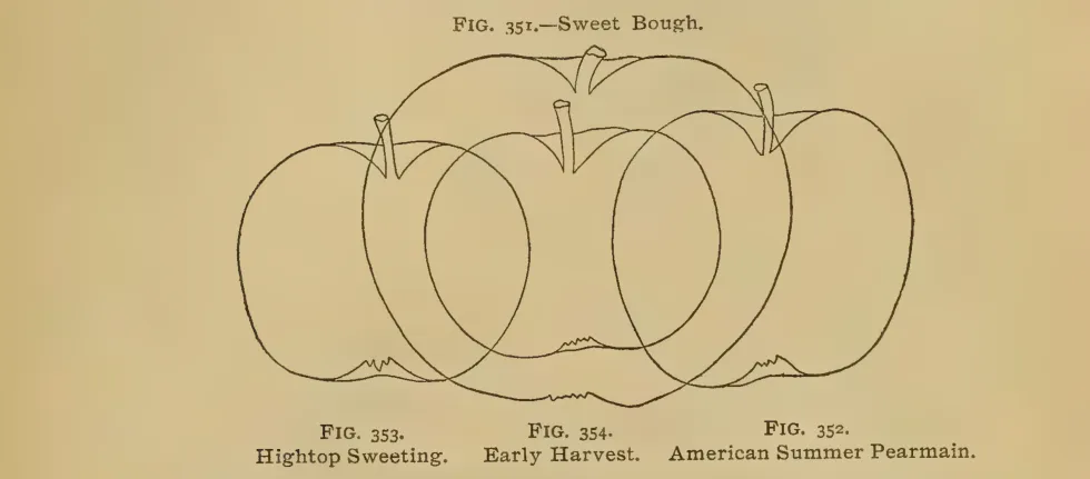 Illustration from Thomas, The American Fruit Culturist (1903)