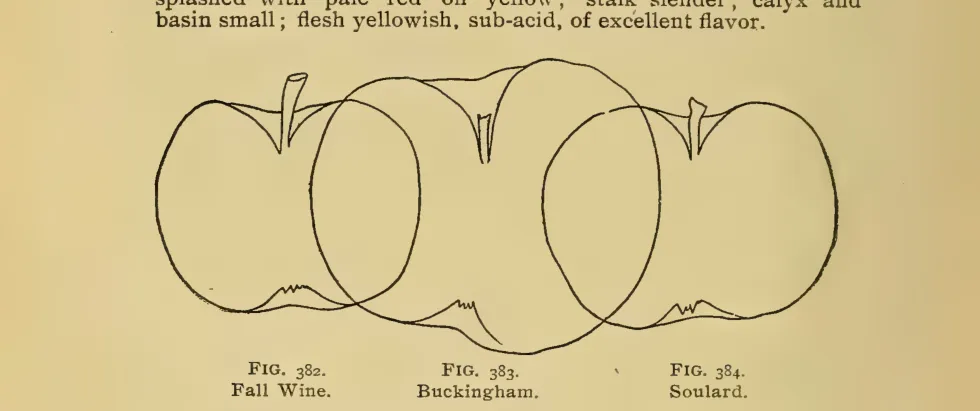 Illustration from Thomas, The American Fruit Culturist (1903)