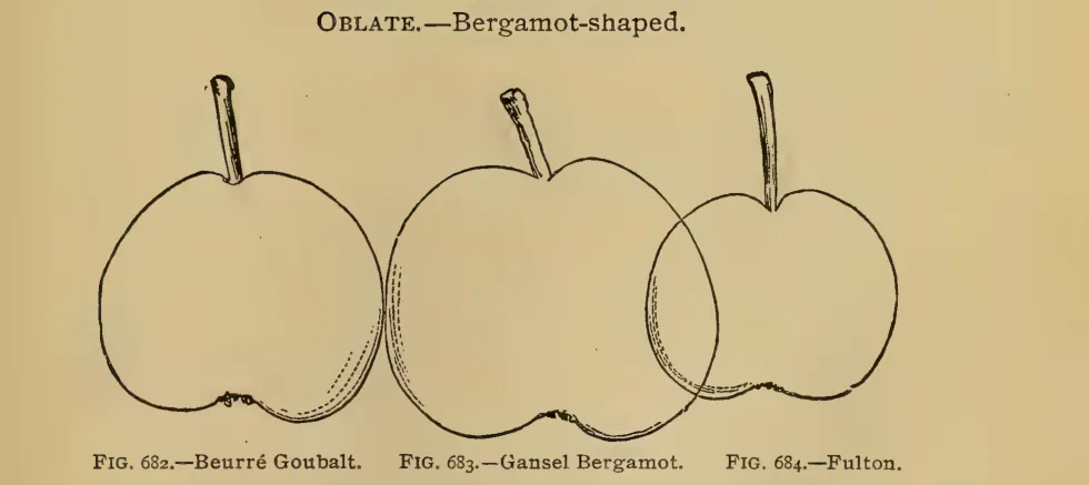 Illustration from Thomas, The American Fruit Culturist (1903)