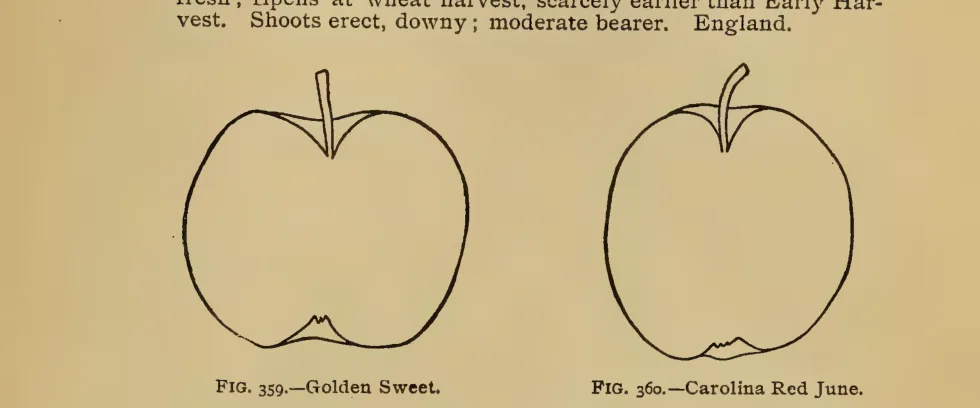 Illustration from Thomas, The American Fruit Culturist (1903)