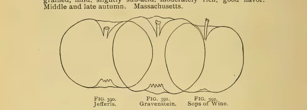 Illustration from Thomas, The American Fruit Culturist (1903)