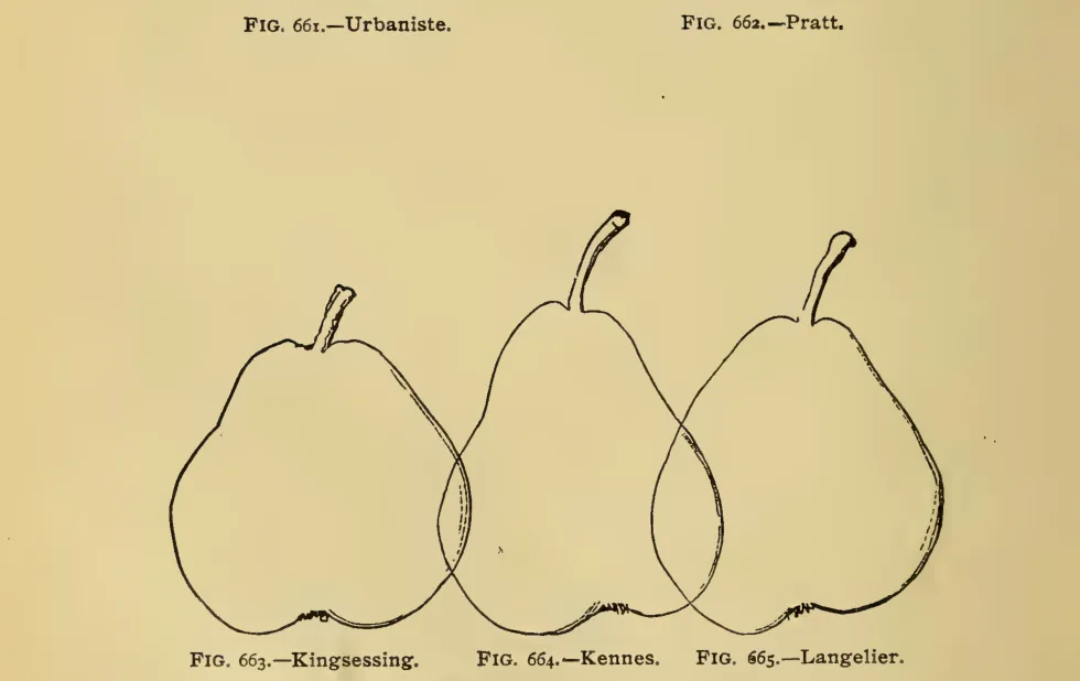 Illustration from Thomas, The American Fruit Culturist (1903)