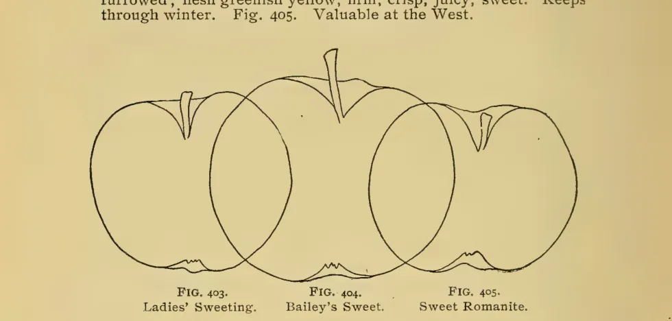 Illustration from Thomas, The American Fruit Culturist (1903)