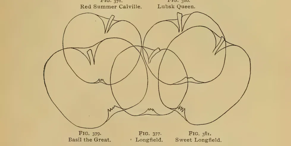 Illustration from Thomas, The American Fruit Culturist (1903)