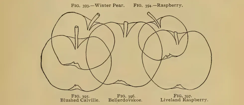 Illustration from Thomas, The American Fruit Culturist (1903)