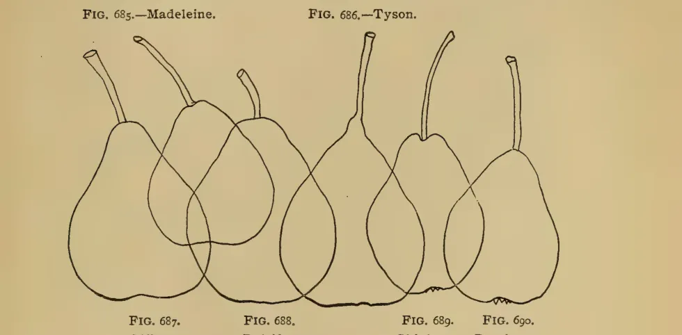Illustration from Thomas, The American Fruit Culturist (1903)