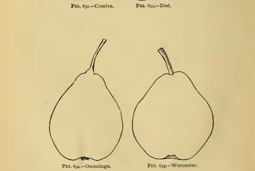 Illustration from Thomas, The American Fruit Culturist (1903)