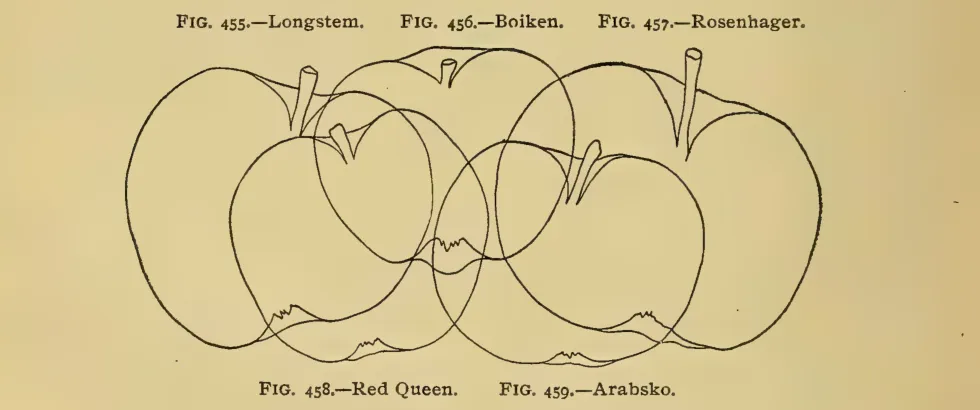 Illustration of Red Queen
