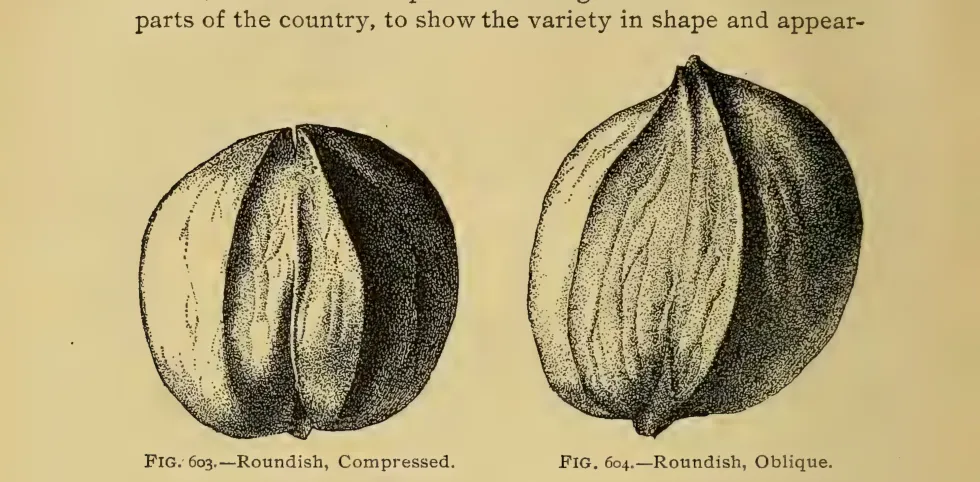 Illustration from Thomas, The American Fruit Culturist (1903)