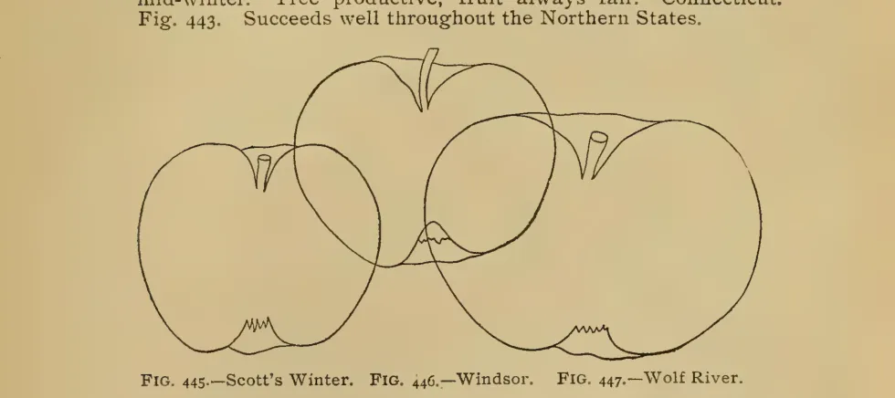 Illustration from Thomas, The American Fruit Culturist (1903)