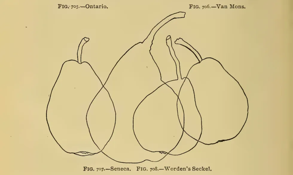 Illustration from Thomas, The American Fruit Culturist (1903)