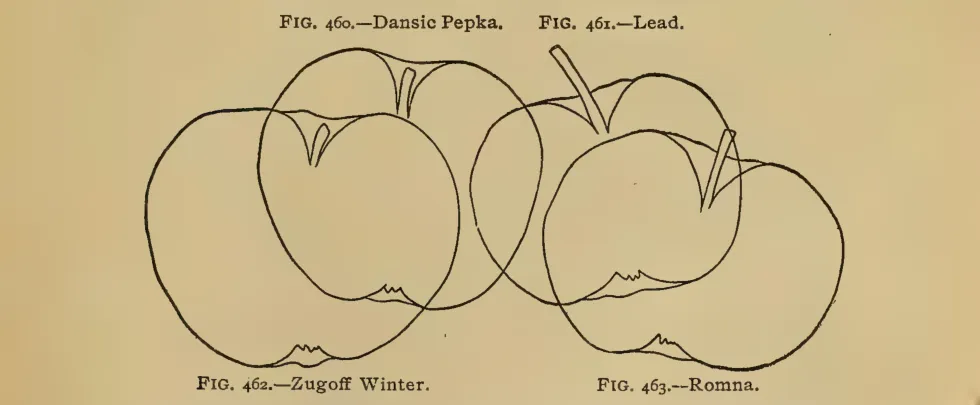 Illustration from Thomas, The American Fruit Culturist (1903)
