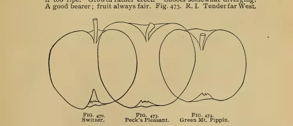 Illustration from Thomas, The American Fruit Culturist (1903)