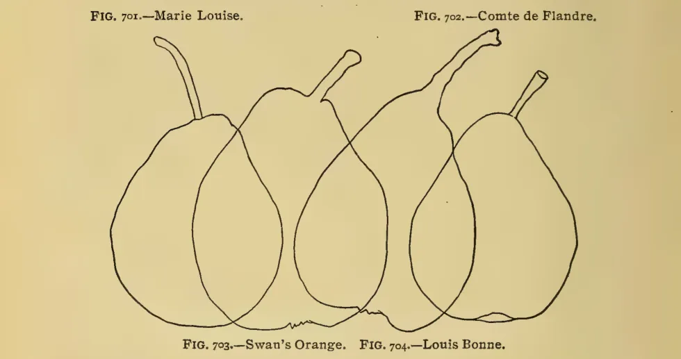 Illustration from Thomas, The American Fruit Culturist (1903)