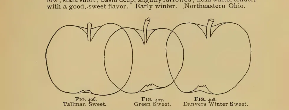 Illustration from Thomas, The American Fruit Culturist (1903)