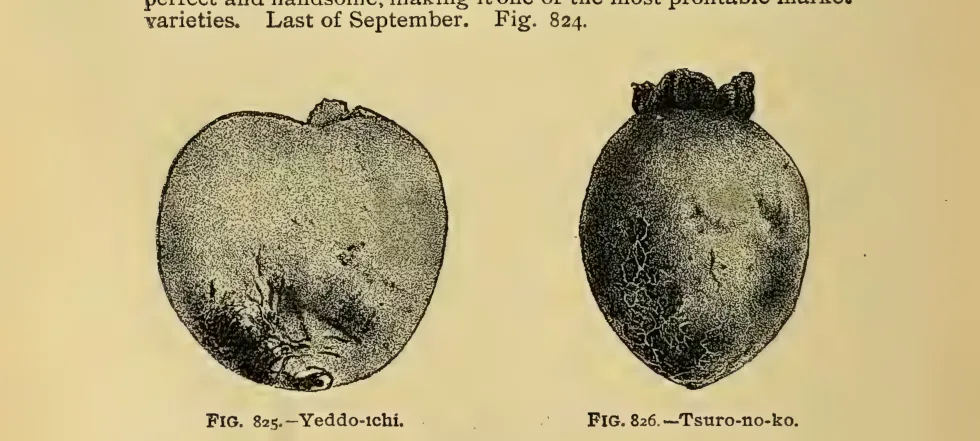 Illustration from Thomas, The American Fruit Culturist (1903)