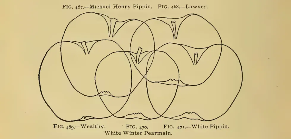 Illustration from Thomas, The American Fruit Culturist (1903)