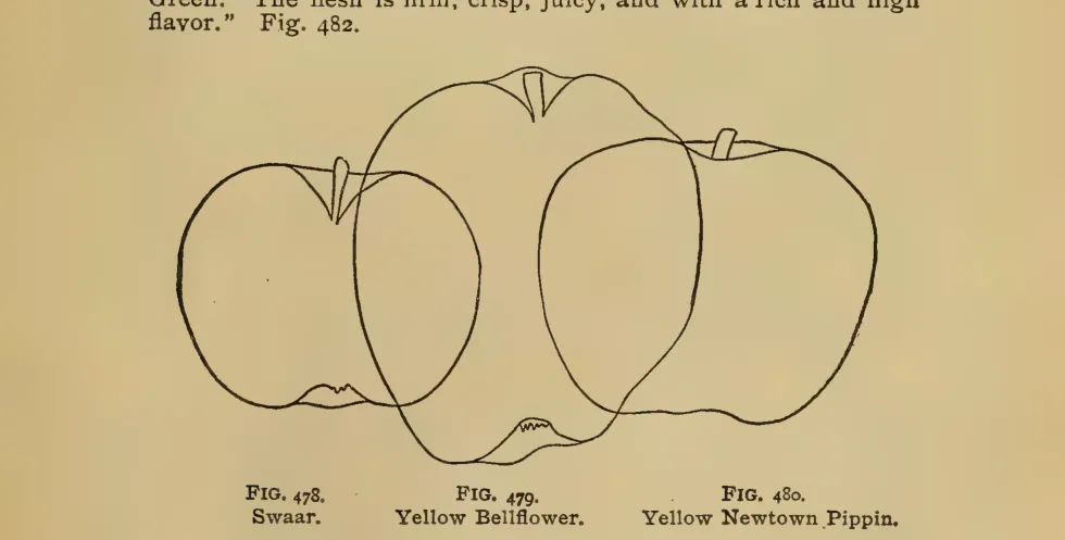 Illustration from Thomas, The American Fruit Culturist (1903)