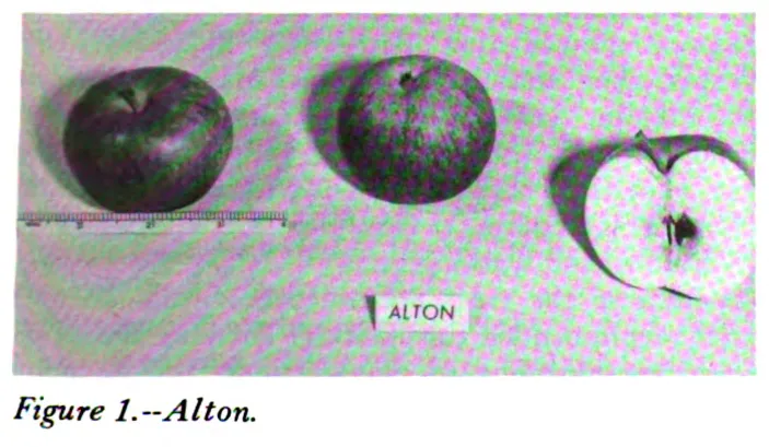Illustration from Way, Apple Cultivars Introduced by the N.Y. State Agricultural Experiment Station, 1914–1968 (1971)