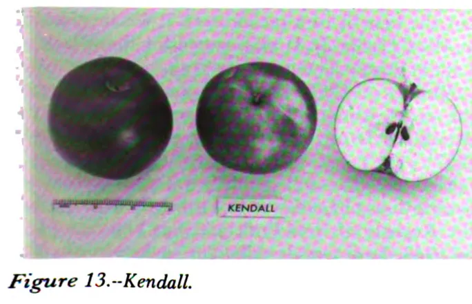 Illustration from Way, Apple Cultivars Introduced by the N.Y. State Agricultural Experiment Station, 1914–1968 (1971)