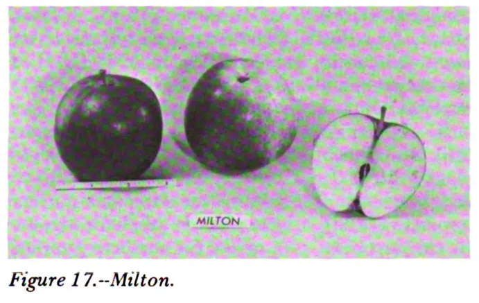 Illustration from Way, Apple Cultivars Introduced by the N.Y. State Agricultural Experiment Station, 1914–1968 (1971)